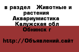 в раздел : Животные и растения » Аквариумистика . Калужская обл.,Обнинск г.